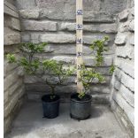 Ulmus elegantissima 'Jacqueline Hillier' – Ulme nain 'Jacqueline Hillier'