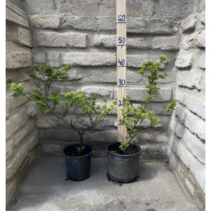 Ulmus elegantissima 'Jacqueline Hillier' – Ulme nain 'Jacqueline Hillier'