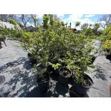 Ulmus elegantissima 'Jacqueline Hillier' – Ulme nain 'Jacqueline Hillier'