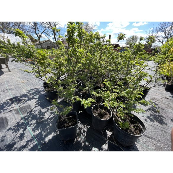 Ulmus elegantissima 'Jacqueline Hillier' – Ulme nain 'Jacqueline Hillier'