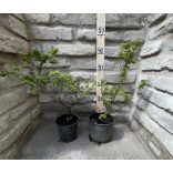 Ulmus elegantissima 'Jacqueline Hillier' – Ulme nain 'Jacqueline Hillier'