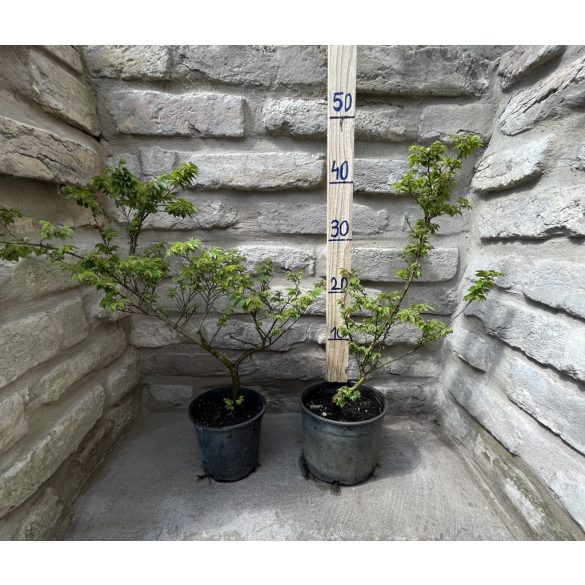 Ulmus elegantissima 'Jacqueline Hillier' – Ulme nain 'Jacqueline Hillier'