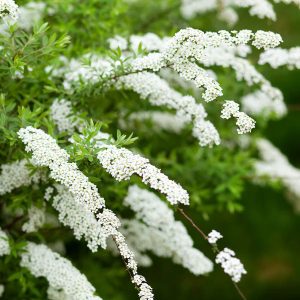 Spiraea x cinerea 'Grefsheim' – Spirée 'Grefsheim' à fleurs blanches