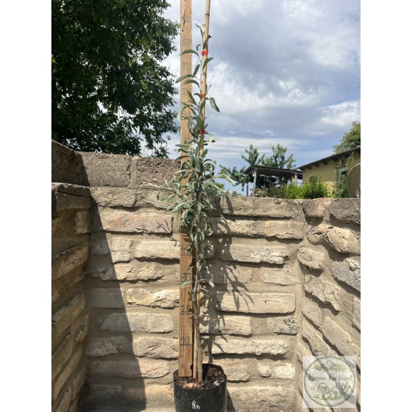 Pyrus communis 'Pendula' – Díszkörte