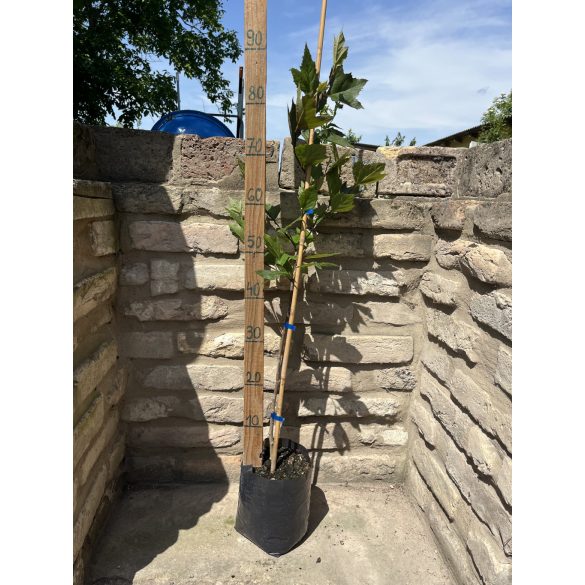 Platanus acerifolia – Platane à feuilles d'érable (platánfa)