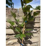 Platanus acerifolia  - platánfa - Méret: 60/100