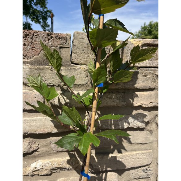 Platanus acerifolia  - platánfa - Méret: 60/100