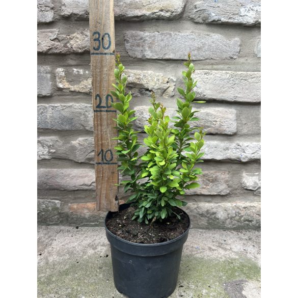 Berberis thunbergii 'Powwow' – Berberis du Japon 'Powwow'