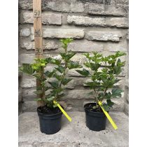   Piros Ribizli, Ribiszke - "Jonkheer Van Tets" – Ribes rubrum - Méret: 20/40