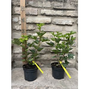 Ribes rubrum 'Jonkheer Van Tets' – Groseiller à maquereau 'Jonkheer Van Tets'