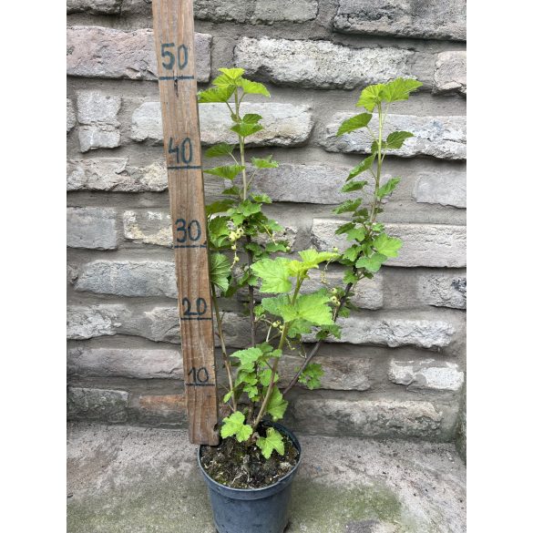 Ribes rubrum 'Jonkheer Van Tets' – Groseiller à maquereau 'Jonkheer Van Tets'