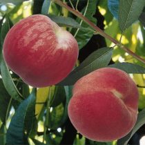 Őszibarack – Dixired – Prunus persica