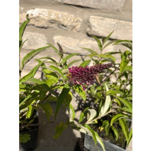 Nyáriorgona - Buddleia davidii 'Sugar Plum'