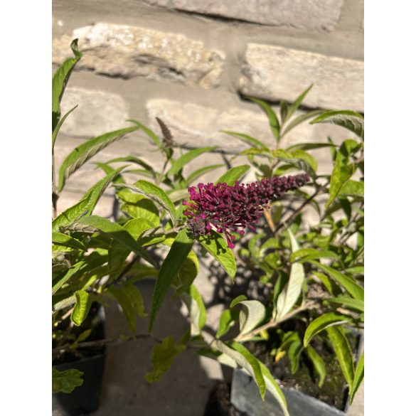 Nyáriorgona - Buddleia davidii 'Sugar Plum'
