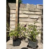 Nyáriorgona - Buddleia davidii 'Sugar Plum'