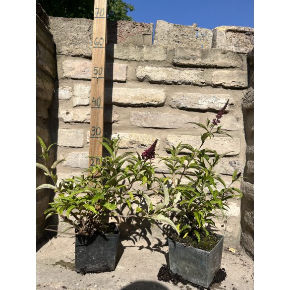 Nyáriorgona - Buddleia davidii 'Sugar Plum'