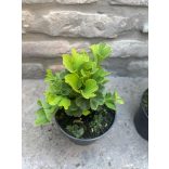 Ginkgo biloba 'Mariken' (maidenhair tree)