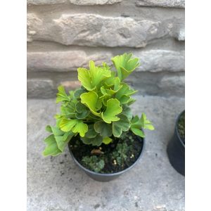 Ginkgo biloba 'Mariken' (maidenhair tree)