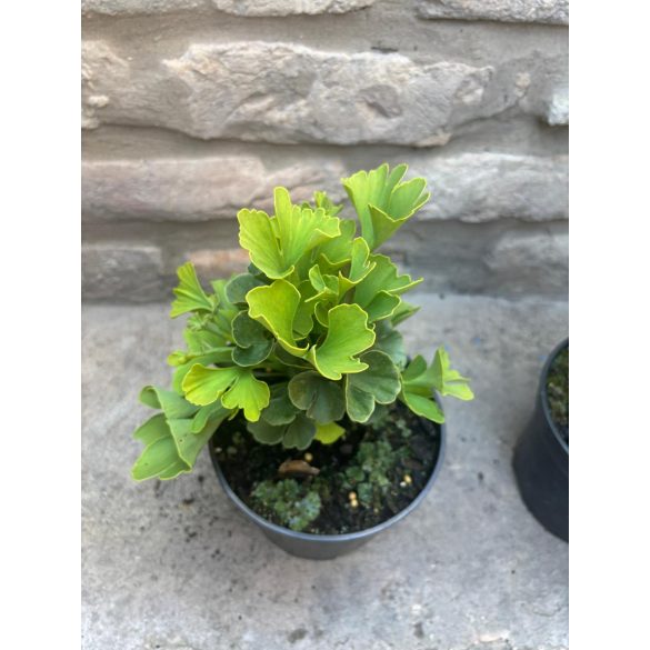 Ginkgo biloba 'Mariken' - Miłorząb japoński 'Mariken'