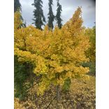 Ginkgo biloba 'Mariken' (maidenhair tree)