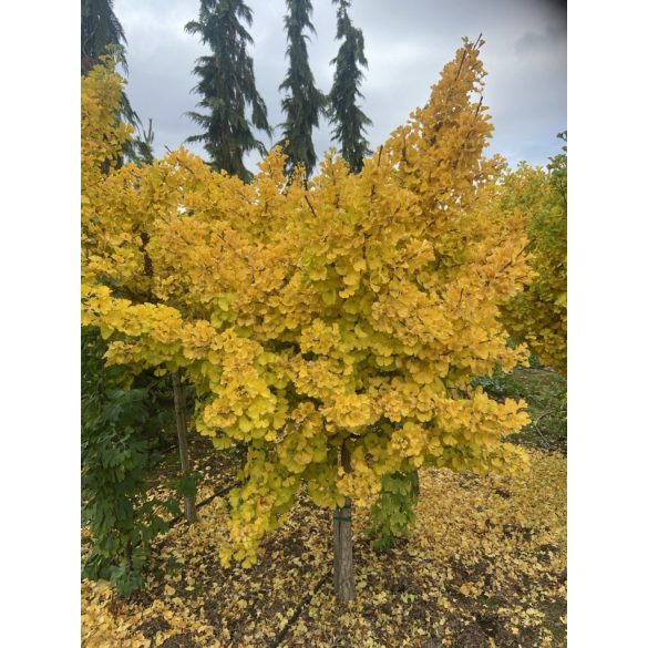Ginkgo biloba 'Mariken' (maidenhair tree)
