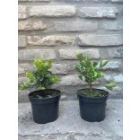 Ginkgo biloba 'Mariken' (maidenhair tree)