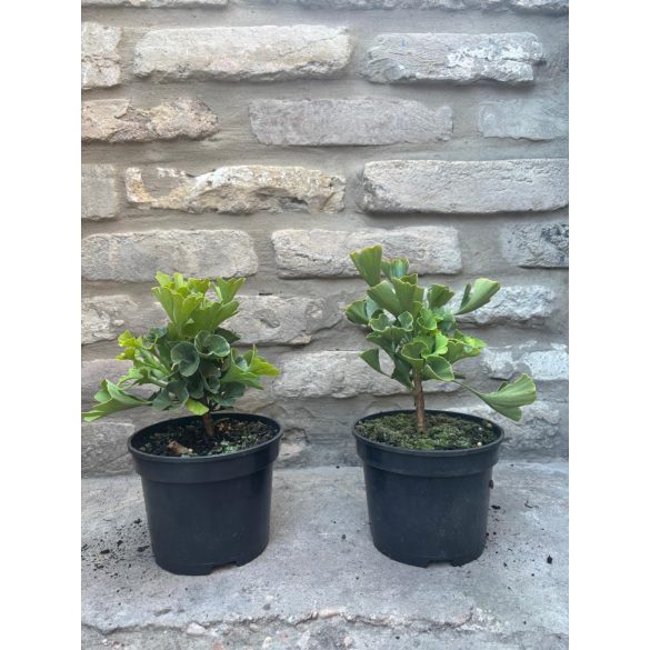 Ginkgo biloba 'Mariken' (maidenhair tree)