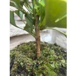 Ginkgo biloba 'Mariken' (maidenhair tree)