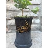 Ginkgo biloba 'Mariken' (maidenhair tree)