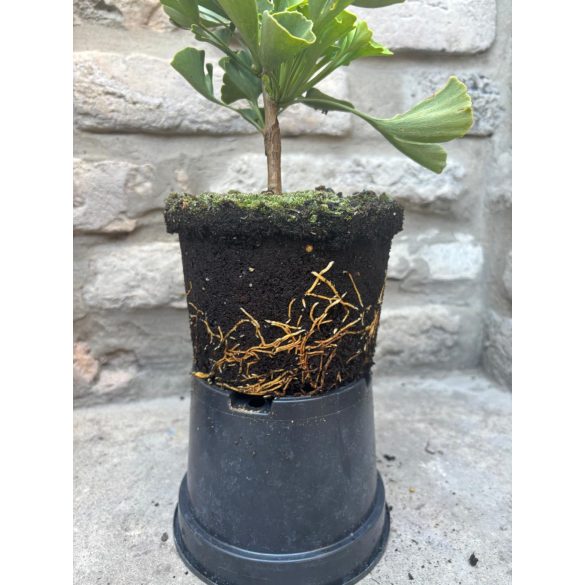 Ginkgo biloba 'Mariken' (maidenhair tree)