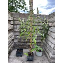   Fehér virágú nyáriorgona – Buddleia davidii - Méret: 20/40