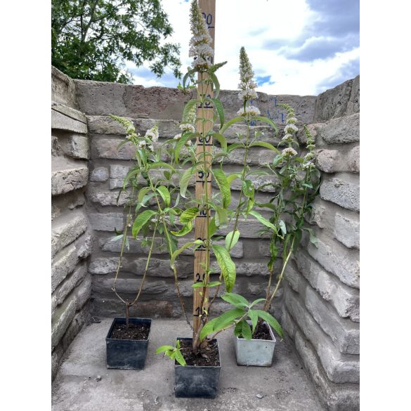 Buddleia davidii – Buddleia à fleurs blanches