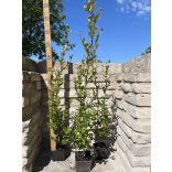 Populus simonii ‘Fastigiata’