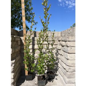 Populus simonii ‘Fastigiata’