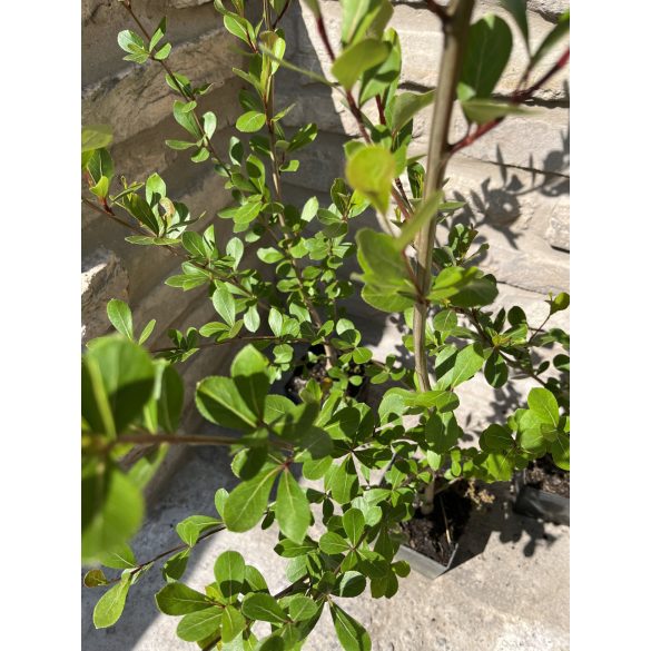 Populus simonii ‘Fastigiata’