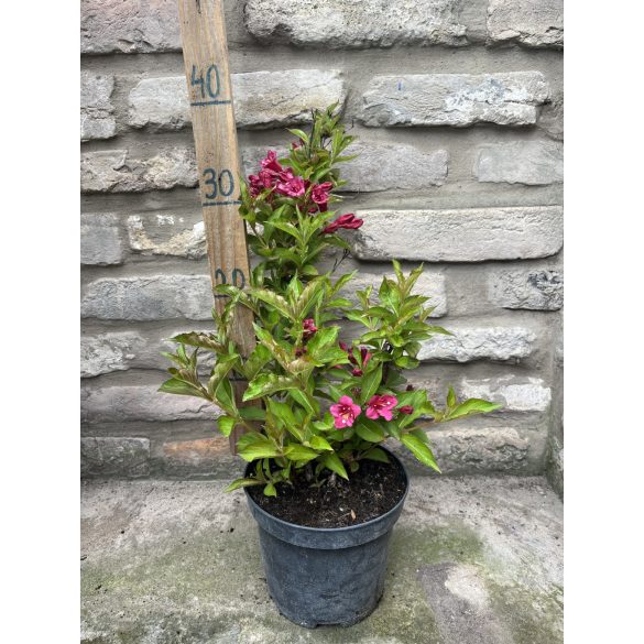 Rózsalonc, ösztörűs rózsalonc – Weigela rosea – bordó 