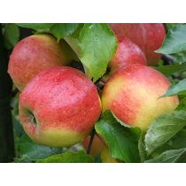 Téli alma – Jonagold – Malus