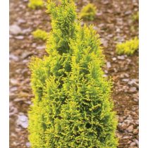   Chamaecyparis lawsoniana 'Ellwood's Gold' - Arany Ellwoodii ciprus