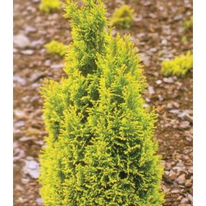 Chamaecyparis lawsoniana 'Ellwood's Gold' - Arany Ellwoodii ciprus