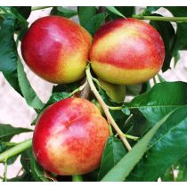   Prunus persica var. nucipersica - Piersică, nektarină 'Flavortop'
