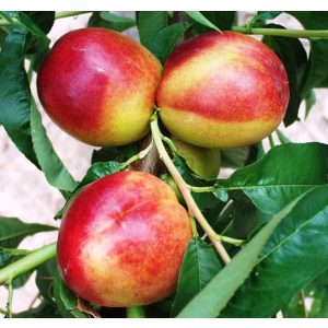 Prunus persica var. nucipersica - Piersică, nektarină 'Flavortop'
