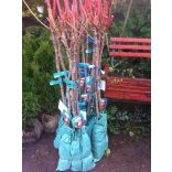Prunus persica var. nucipersica - Piersică, nektarină 'Flavortop'
