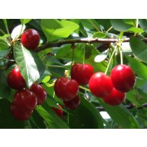 Meggy – Érdi jubileum – Prunus cerasus