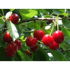 Meggy – Érdi jubileum – Prunus cerasus