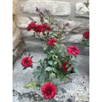  Rózsa – Rosa – "Dark Red" – Talajtakaró rózsa 