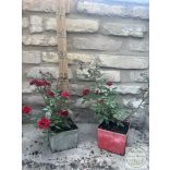 Rózsa – Rosa – "Dark Red" – Talajtakaró rózsa 