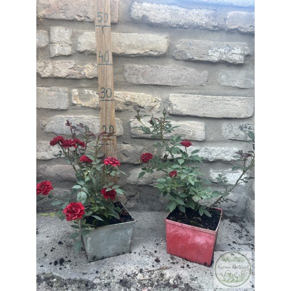 Rózsa – Rosa – "Dark Red" – Talajtakaró rózsa 