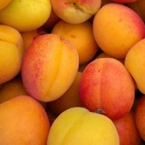   Kajszibarack, Sárgabarack – Budapest – Prunus armeniaca – konténeres