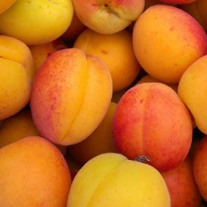 Kajszibarack, Sárgabarack – Budapest – Prunus armeniaca – konténeres