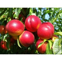   Piersică nectarină – Caldesi 2000 – Prunus persica var. nucipersica